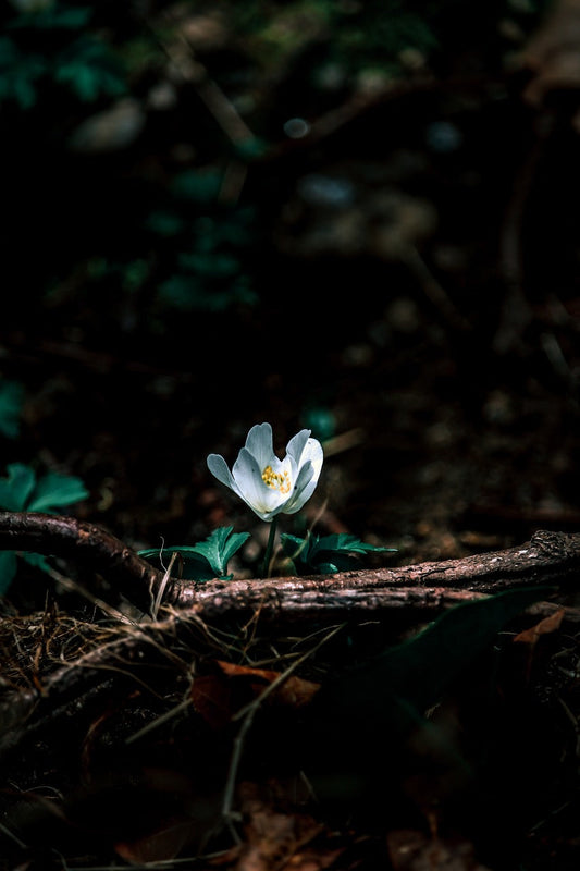 Flower in the forest