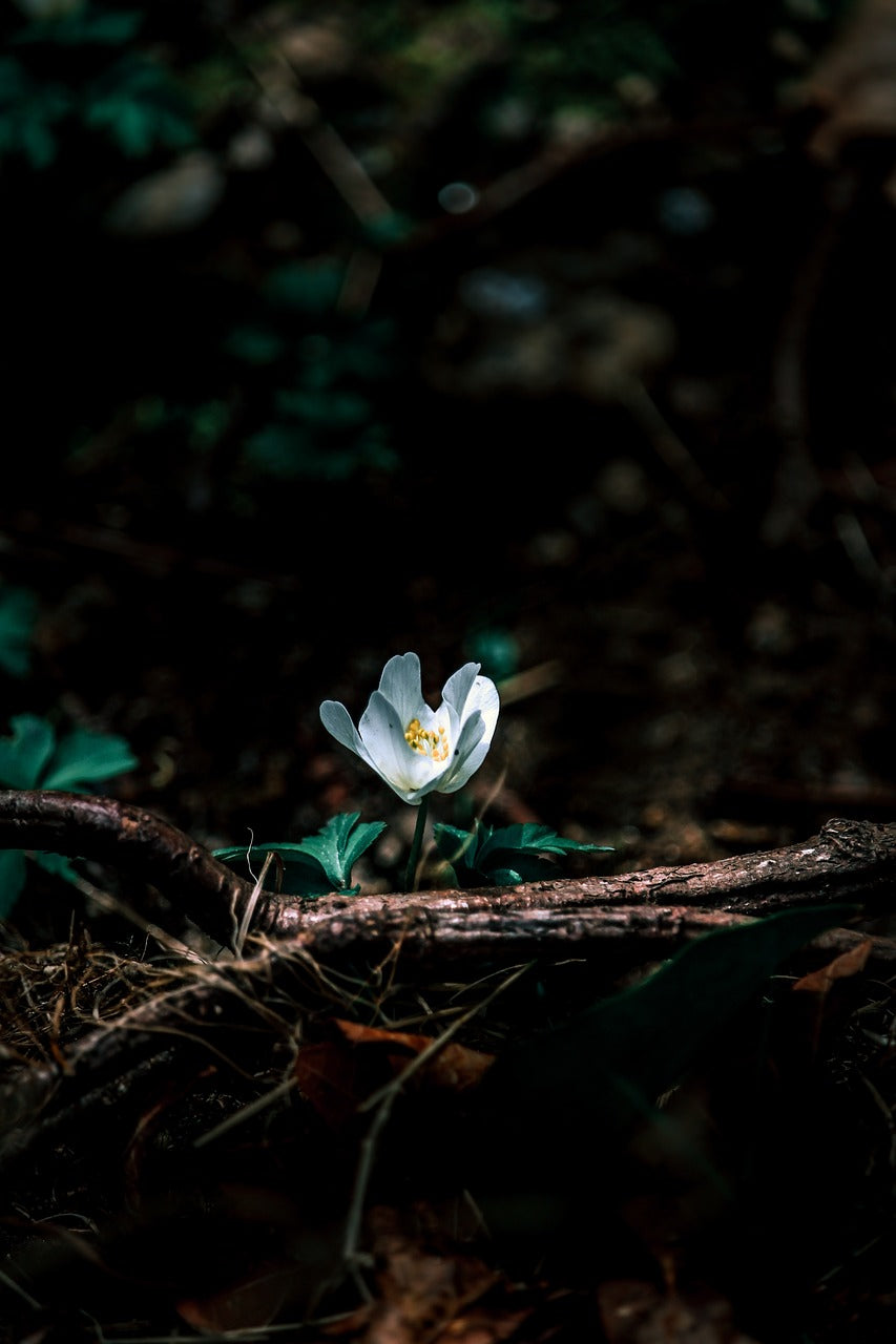 Flower in the forest 