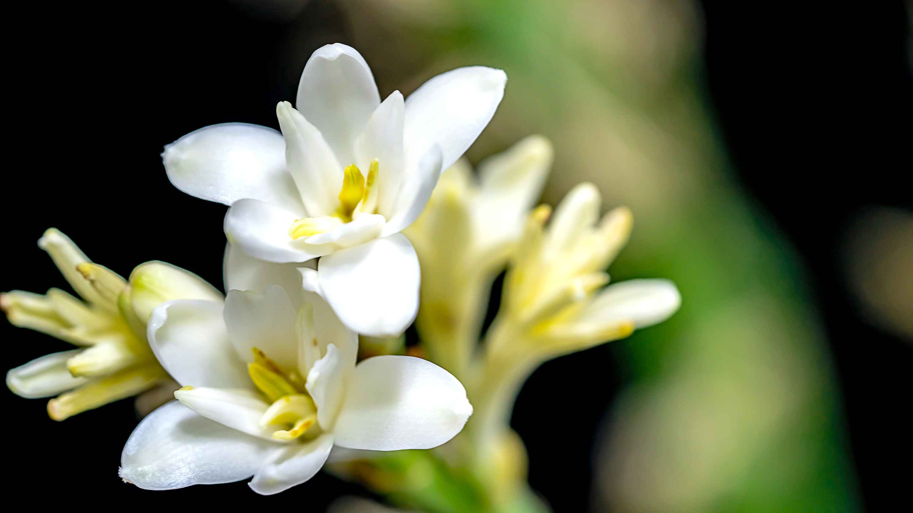 A bed of tuberose