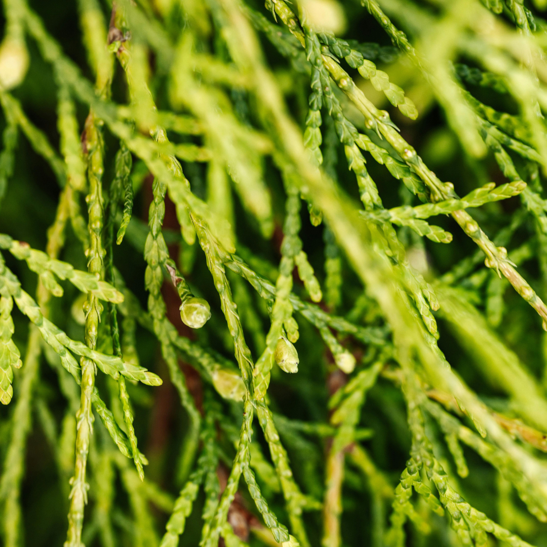 Tonka Bean fragrance note