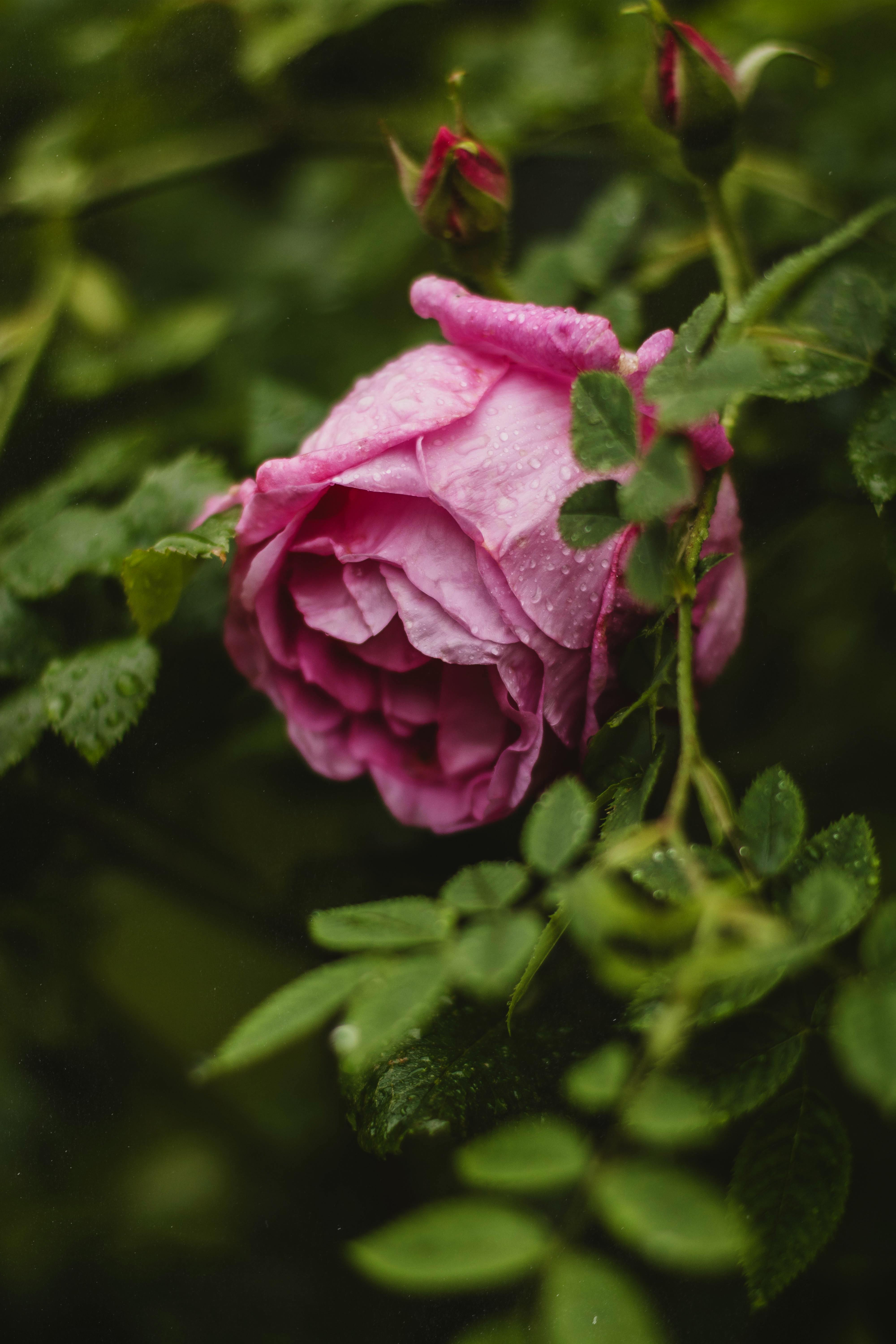 Wild rose fragrance note