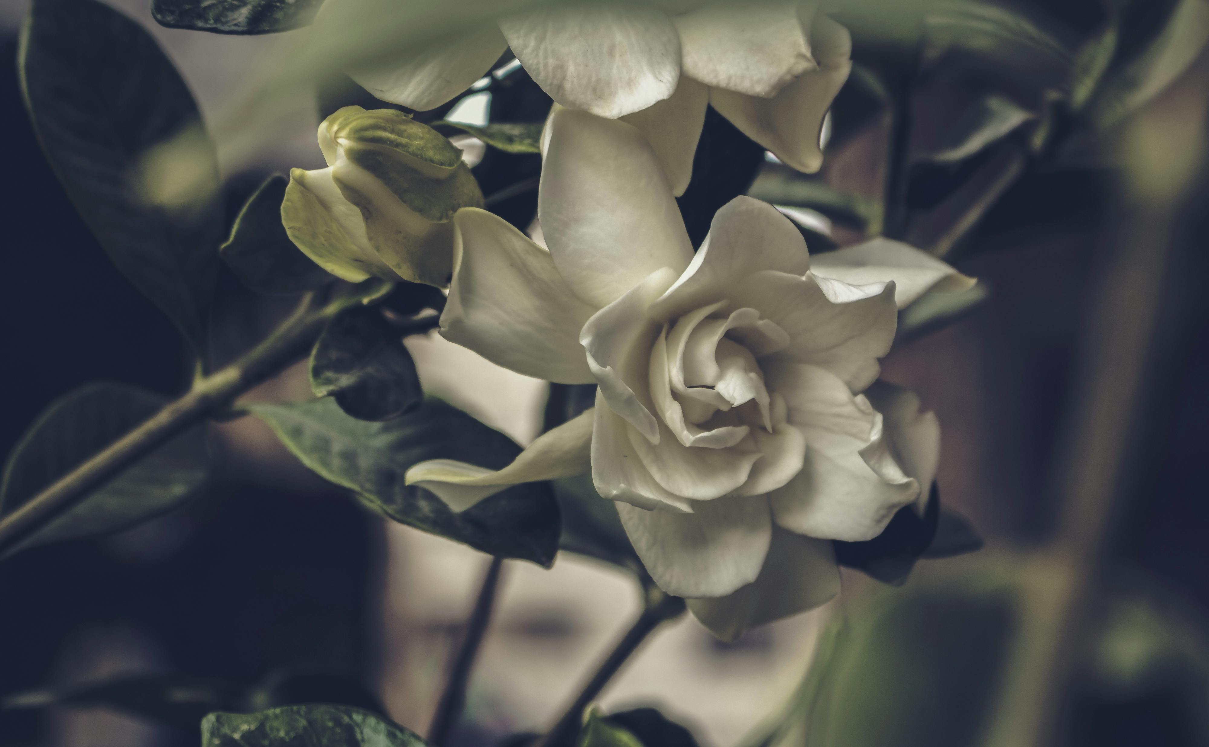 gardenia flower