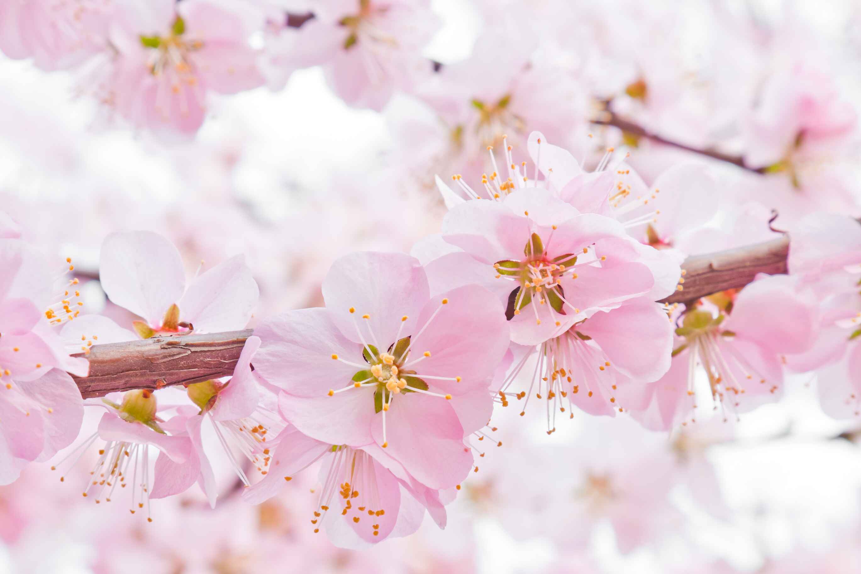 peach blossom